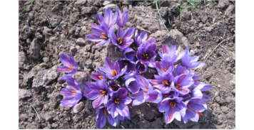برنامه تغذیه زعفران